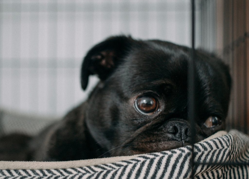 pouting puppy in a blanket
